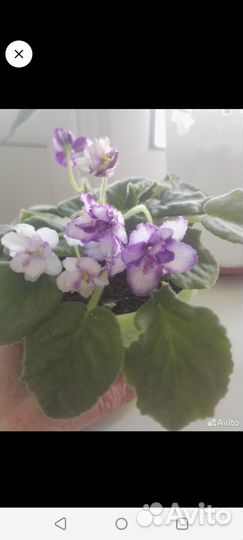 Сортовые фиалки