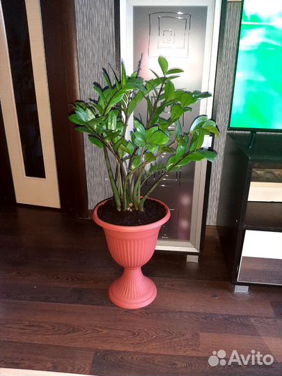 Замиокулькас