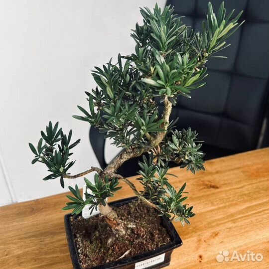 Дерево бонсай живое Подокарпус (Podocarpus)