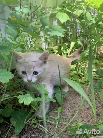 Котята в добрые руки бесплатно