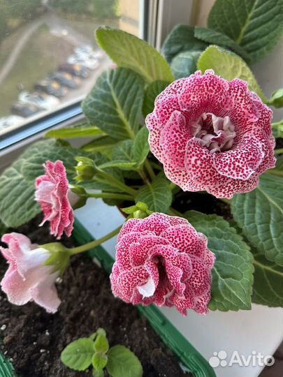 Глоксиния махровая