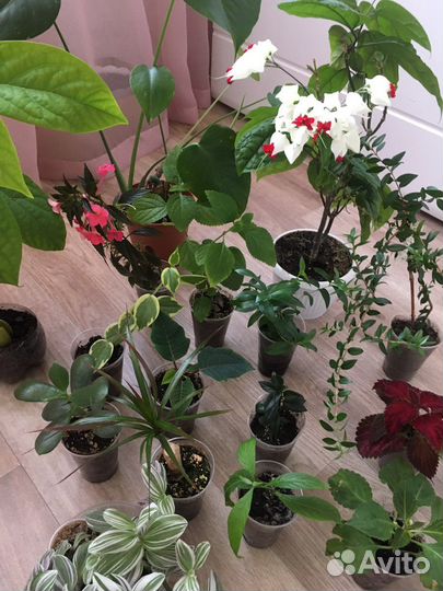 Комнатные растения