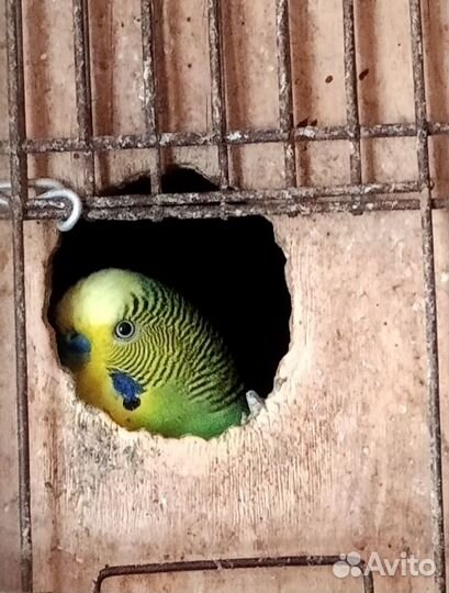 Попугаи нимфа-корелла и волнистые