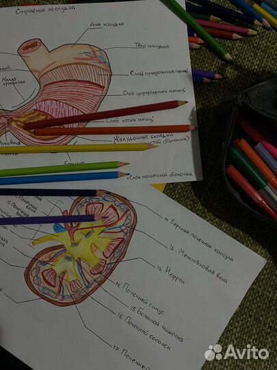 Репетитор для начальных классов