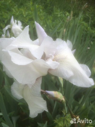 Ирисы сортовые