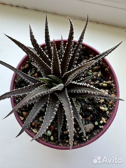 Суккулент хавортия