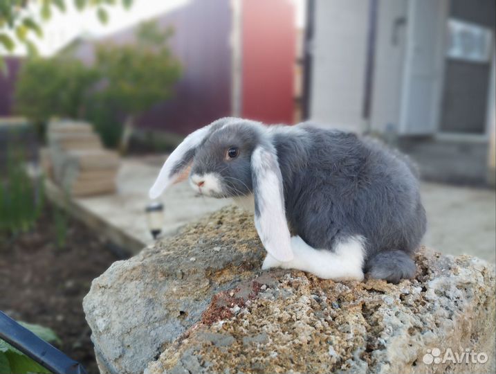 Кролики породы французский баран, фландеры