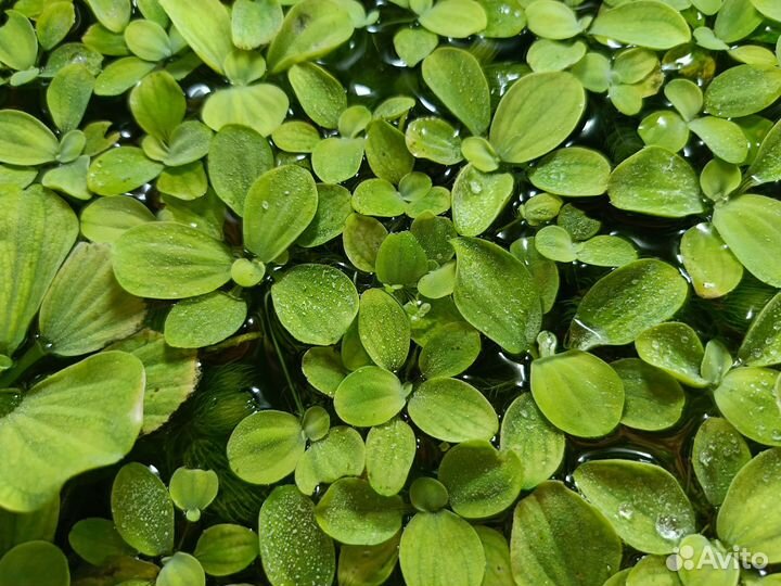 Растения пистия