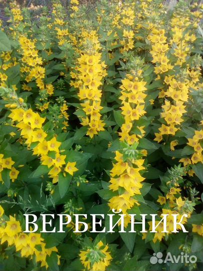 Многолетние цветы