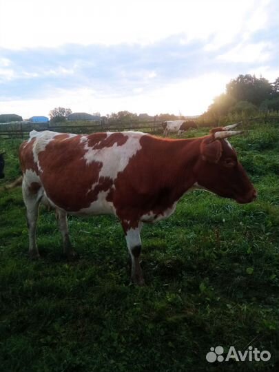 Корова стельная дойная,2 отёла