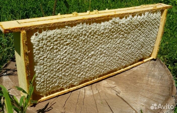 Мед натуральный с Алтая опт от 16кг