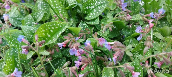 Барвинок, медуница, ромашки и др