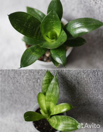 Растения малыши