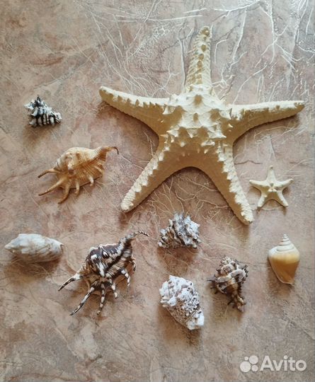 Морские раковины, звёзды