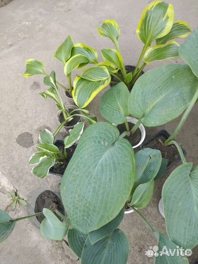 Многолетние цветы из своего сада