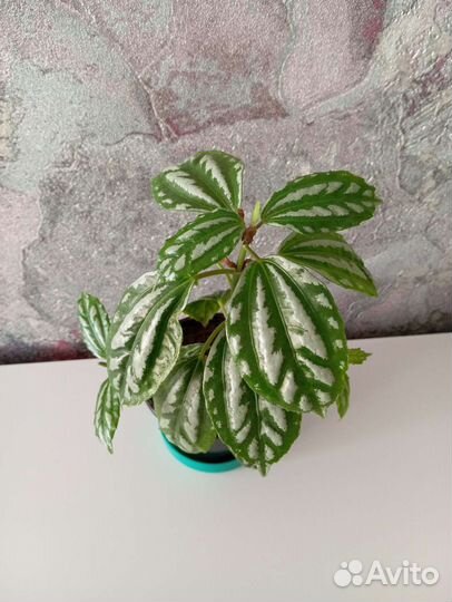 Пилея кадье