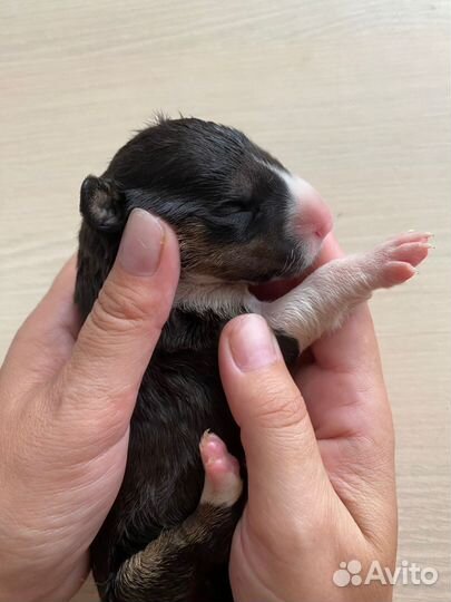 Красавица стандартного бультерьера