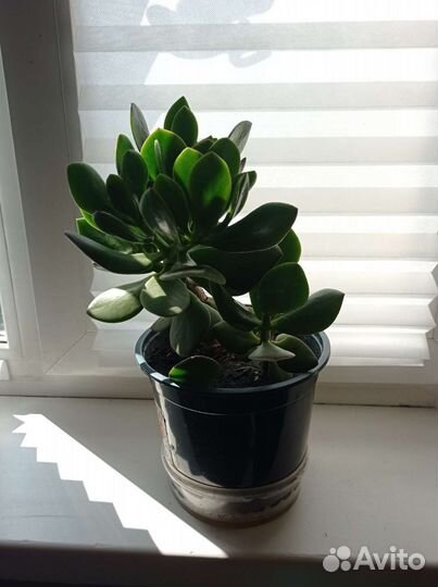 Толстянка (Денежное дерево)