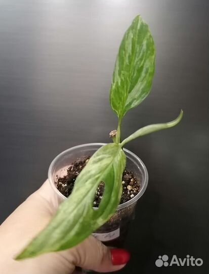 Домашние цветы