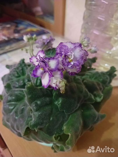 Фиалка, диффенбахия, аспарагус