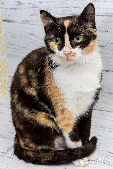 Кошка Матрёшка в дар