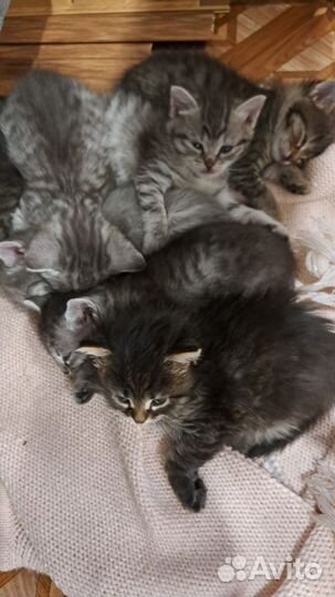 Детки в добрые руки