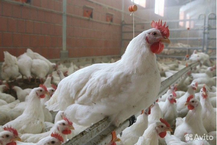 Рабочий на птицефабрику