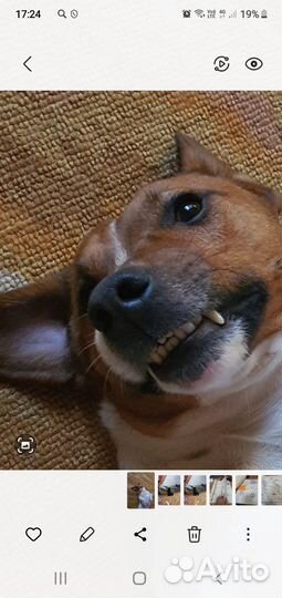 Вязка собак Джек Рассел Терьер