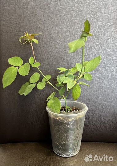 Черенок бенгальской розы