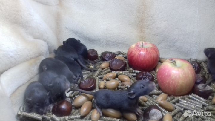 Крысята Дамбо. Крысы Угольки