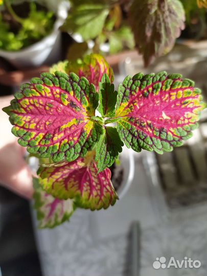 Отростки колеусов 20 видов