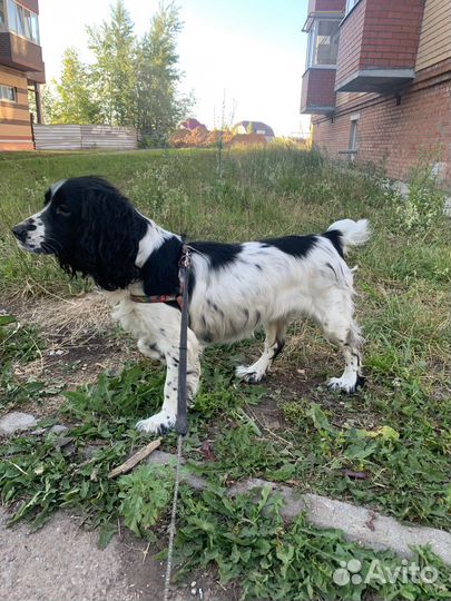 Русский спаниель