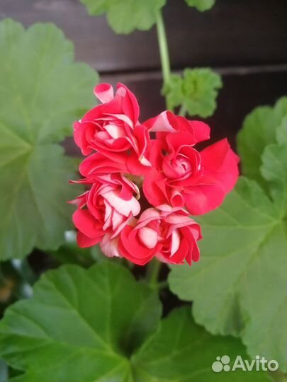 Цветы домашние