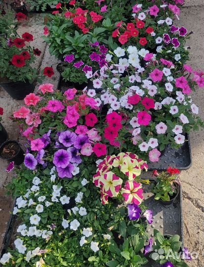Петуния ампельная