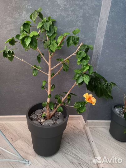 Гибискус китайская роза