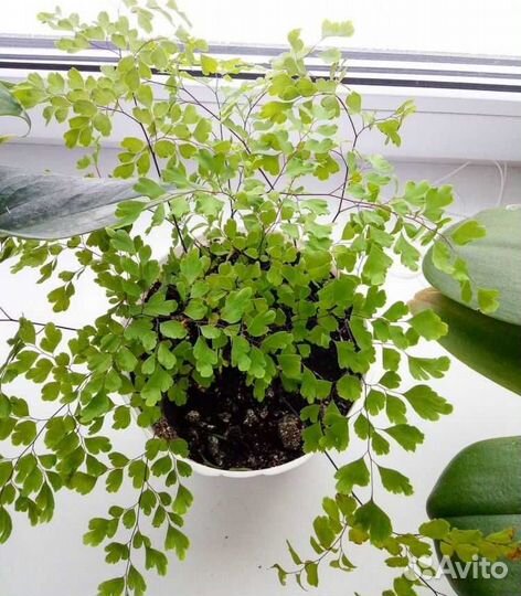 Адиантум венерин волос