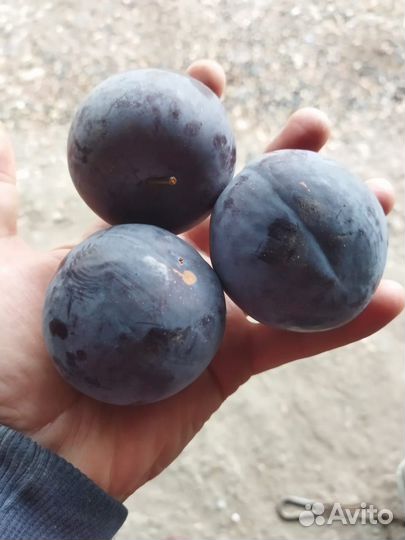 Сливы сорт Анжелина