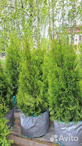 Туя смарагд