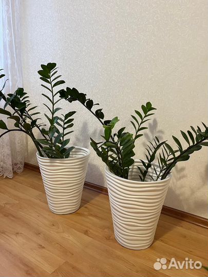 Замиокулькас