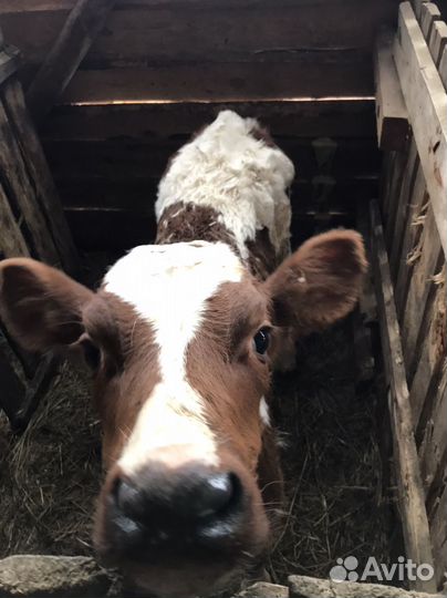 Продам телок айширской породы