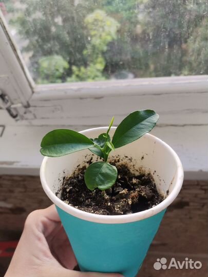 Цитрусовые растения Апельсин лимон мандарин