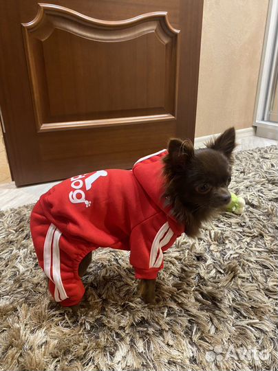 Одежда для собак мелких пород
