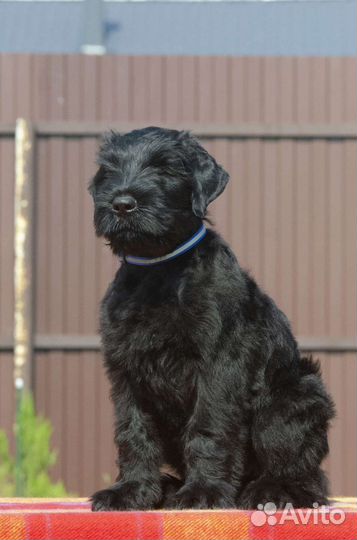 Щенки Русского черного терьера