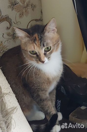 Кошка в дар
