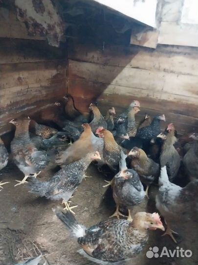 Продаю курочек-молодок Доминант