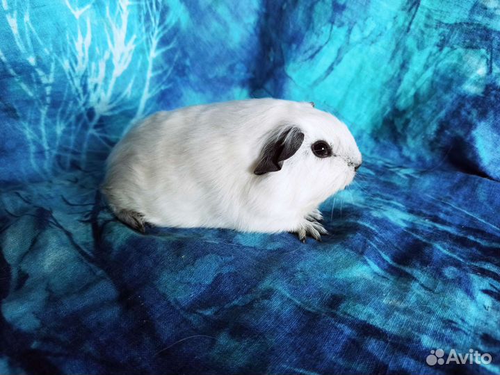 Морская свинка белоснежная Калифорния