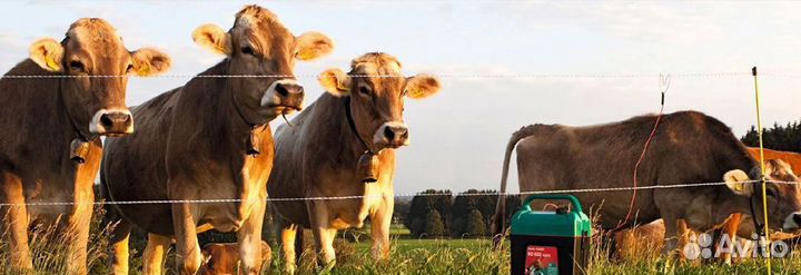 Электропастух