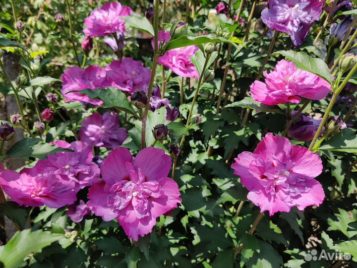 Гибискус сирийский махровый и травянистый