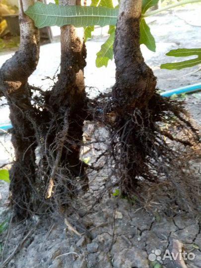 Саженцы грецкий орех сорт 