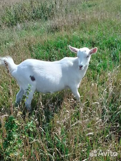 Коза дойная молочная, козёл
